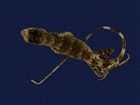 藏品(琉球攀蜥)的圖片